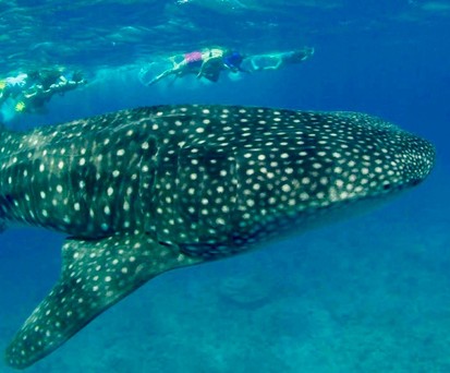 Walhaie sind regelmäßig im Süd-Ari-Atoll anzutreffen c 