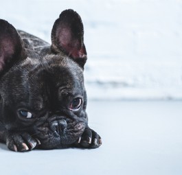 Französische Bulldogge: 38 Welpen überstanden den Flug nach Kanada nicht.