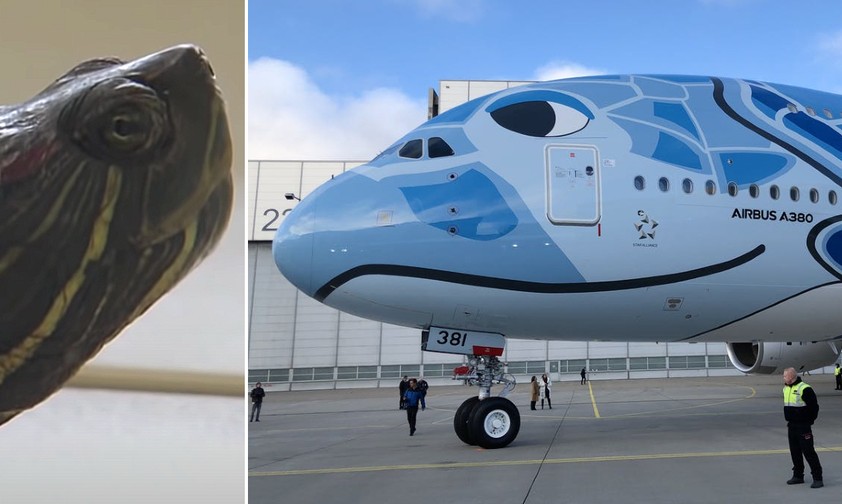 Die Schildkröte von der Piste und der A380: Das riesige Flugzeug ...