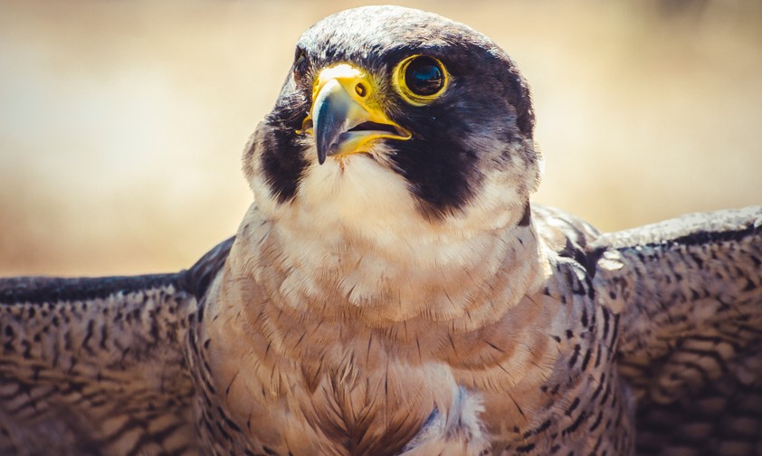 Wanderfalke: Zwei dieser Vögel sind bei Boeing zuhause.