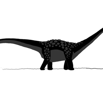 Der Antarctosaurus  giganteus soll bis zu 33 Meter groß geworden sein. Genaues weiß man nicht - bislang wurden nur Fragmente des Skeletts dieses Dinosauriers gefunden. Er soll bis zu 69 Tonnen gewogen haben.