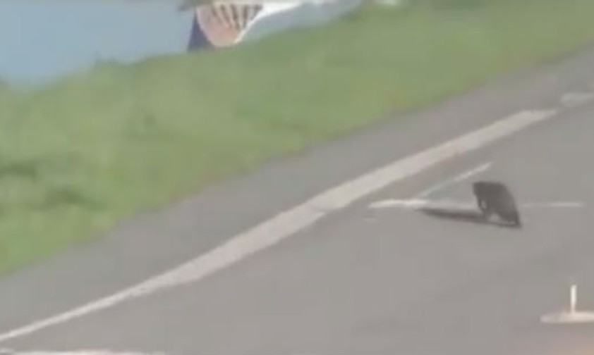 Alligator schlendert über die Piste