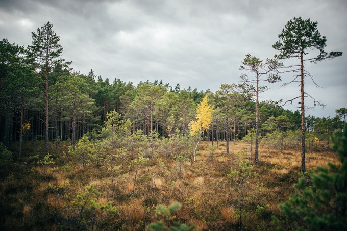 Ingatsi Hiking Trail in Soomaa