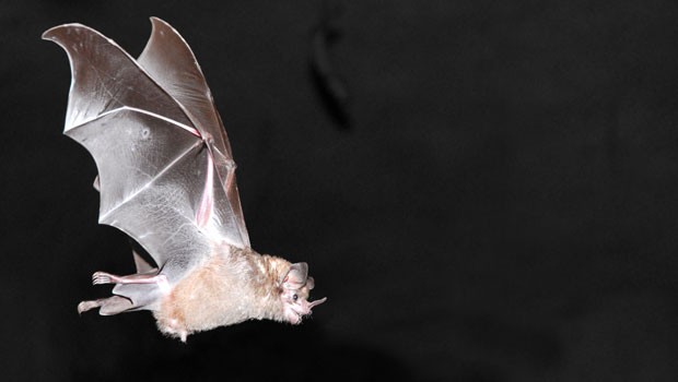 2011 sorgte ein unbekanntes Flugobjekt an Bord eines Delta-Fluges für Aufregung. Am Ende stellte sich heraus, dass es eine Fledermaus war. Unbekannt ist, wie diese ohne Bordkarte an Bord kam.