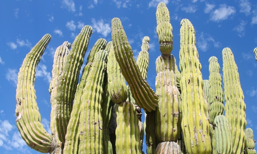 Große Kakteen sind typisch für Baja California