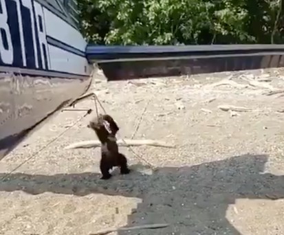 Kleiner Bär: Sichtlich fasziniert vom Flugzeug