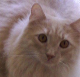 Kater Jack: Kam bei einer Flugreise um.