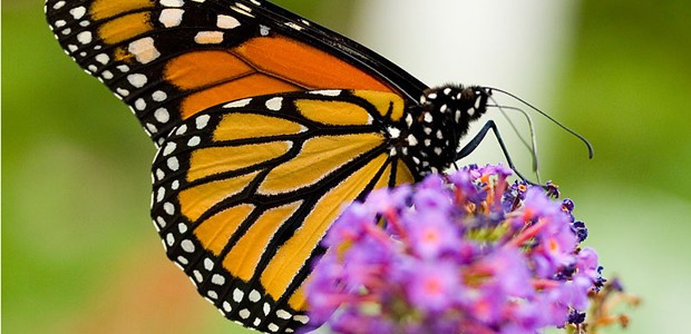 Monarchfalter: Unter ein Gramm wiegt der Schmetterling. Winzige Chips können sagen, wo er hinfliegt.