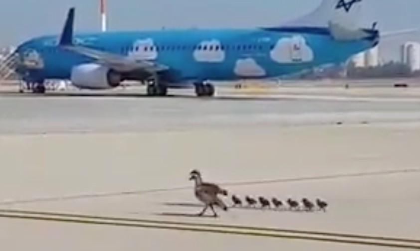 Neue Nutzer des Flughafens Tel Aviv