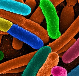 Escherichia coli: Die Bakterien können überall lauern.