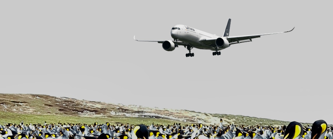 Airbus A350 von Lufthansa, Pinguine auf Falkland (Montage): Tiere sieht die Lufthansa-Crew höchstens bei der Landung.