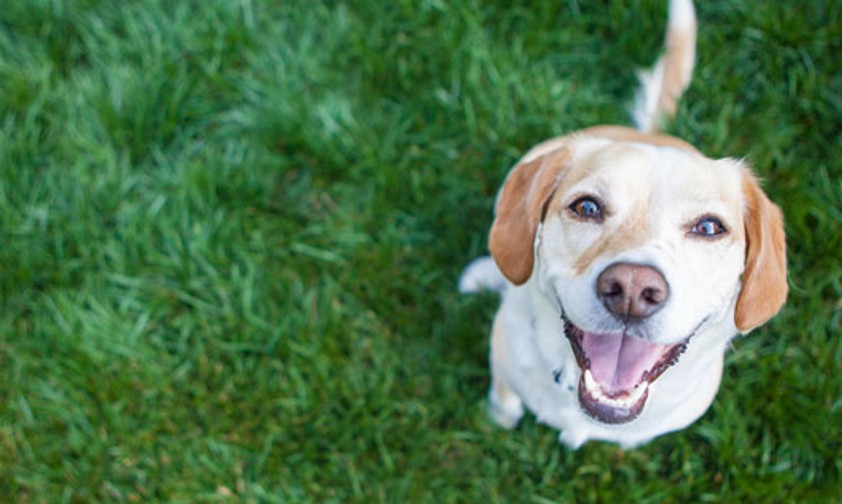 Fido: Er darf im Flughafen an den Hydranten pinkeln.