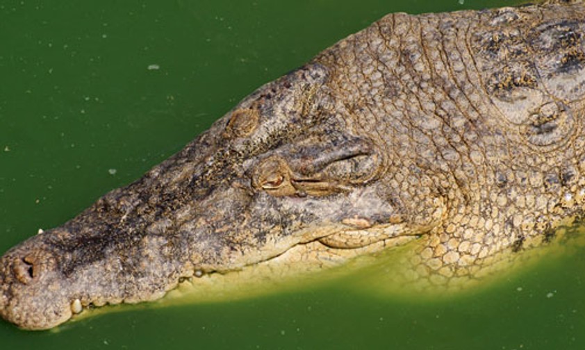 Krokodil: Führte ein solches Reptil zu Panik an Bord?
