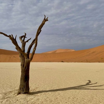 Ikonische Baumgerippe in Deadvlei