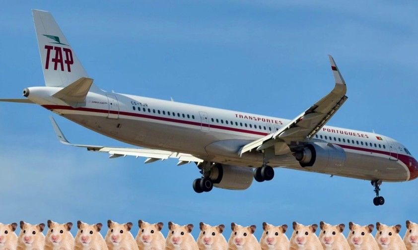 Die CS-TJR: Airbus A321 Neo mit Retro-Lackierung - und Hamstern.