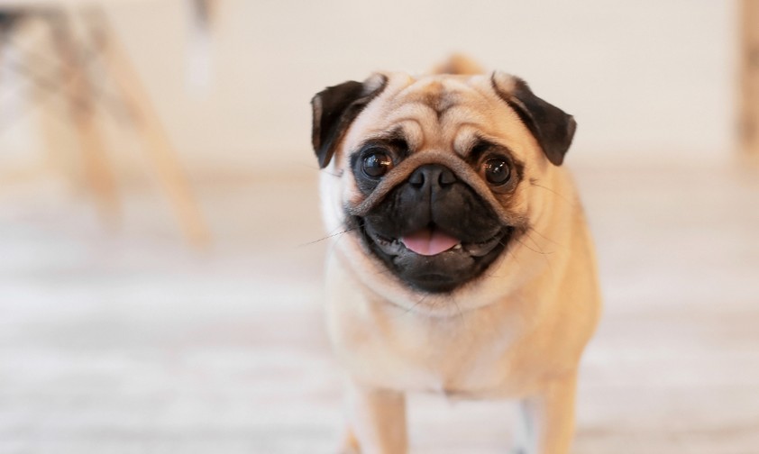 Mops: Nicht einfach zu transportieren.