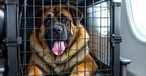 Ein großer Hund in einer Transportbox (KI-Bild): In Italien könnte das bald Wirklichkeit werden.