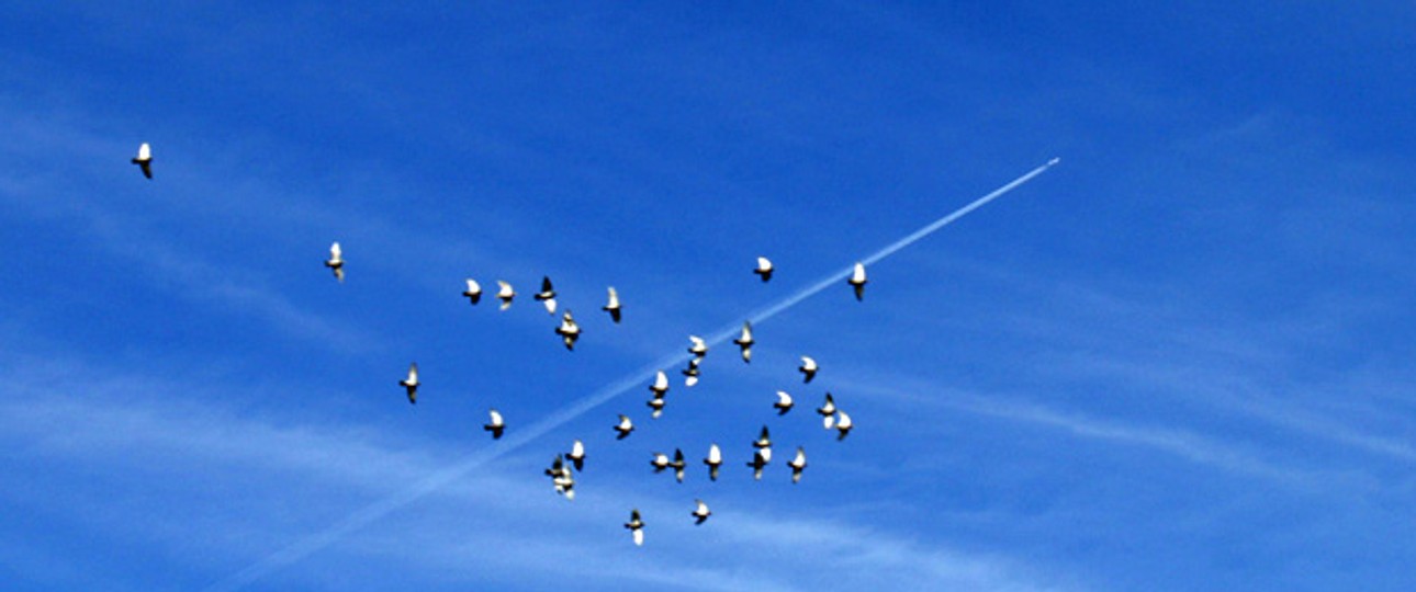 Vogelschwarm: Die Airbus-Flieger sollen Vögel akustisch und visuell abschrecken.