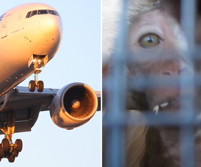 Jet von Air France und Laboraffe: Bald nicht mehr kombinierbar.