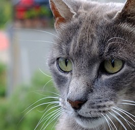 Katze: Kann ihrem Besitzer jetzt bei den Kosten helfen.