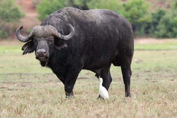 Wasserbueffel schauen immer etwas grimmig 