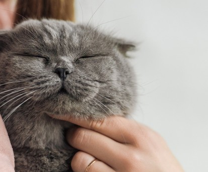 Katze: Bekommt Snacks an Bord von Azul.