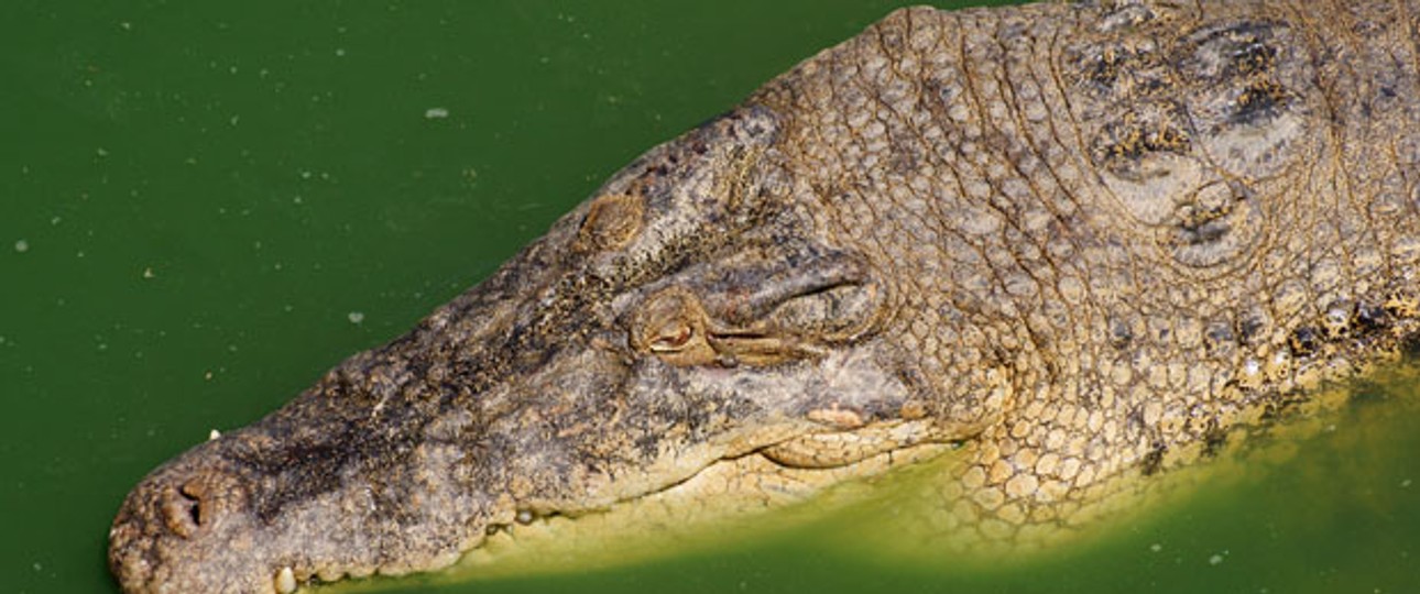 Krokodil: Führte ein solches Reptil zu Panik an Bord?