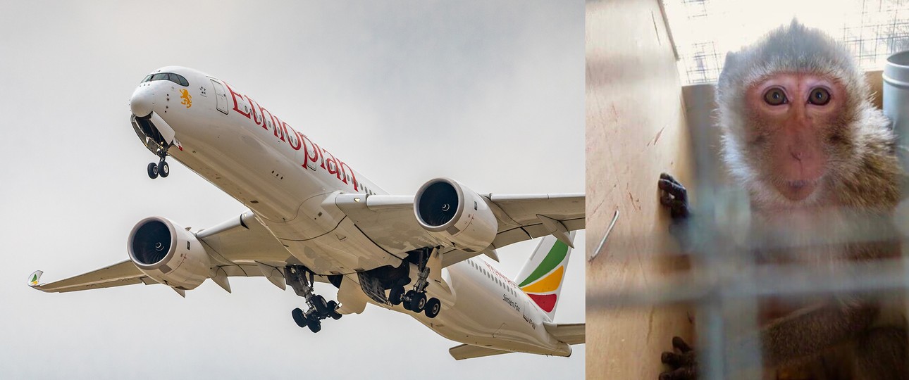 Ein Airbus A350 von Ethiopian Airlines: Die Fluglinie soll Hunderte Affen in die USA geflogen haben.