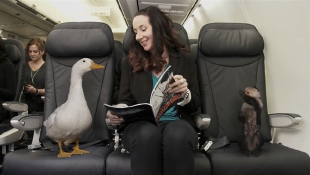 Und auch Platz 1 geht an Westjet, die in diesem Jahr Tierfreunde glücklich macht: Künftig dürfen Besitzer ihre «erweiterte Familie» mit an Bord bringen. Die Tiere dürfen frei durch die Kabine laufen - egal ob Ziege, Ente oder ausgewachsener Braunbär.