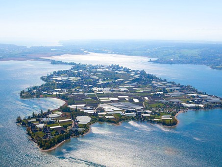 Blick auf die Insel Reichenau