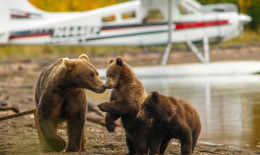 Alaska per Land, Luft und Wasser entdecken