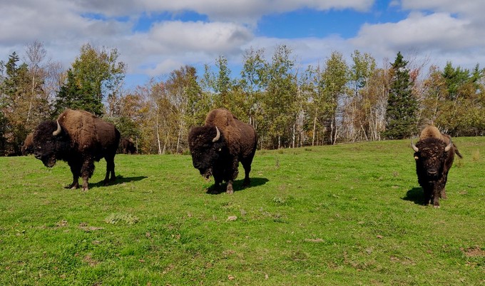 Diese Büffel weiden hinter Zäunen