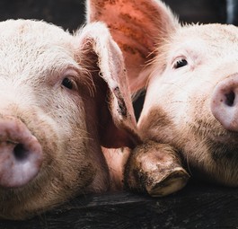 Schweine: Sollen Vögel in Amsterdam abschrecken.