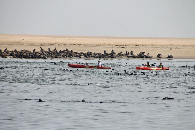 Robbenparadies in Walvis Bay
