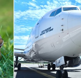 Kaninchen und Flieger von ETF Airways: Sorgen für Ärger in Bremen.