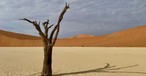 Ikonische Baumgerippe in Deadvlei
