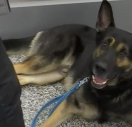 Hunde erkennen mit Corona infizierte Passagiere