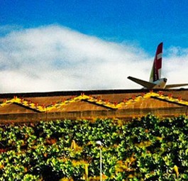 Fliegen oder nicht fliegen? Egal, so eine Studie
