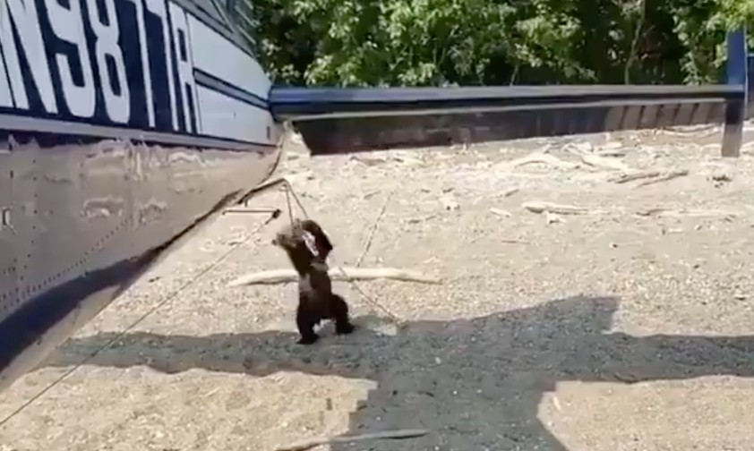 Kleiner Bär: Sichtlich fasziniert vom Flugzeug