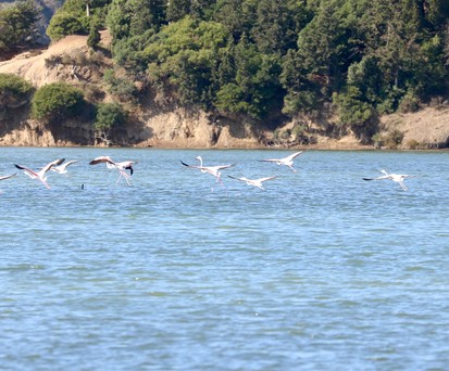Flamingos nahe Vlora: Umweltschützer sind besorgt.