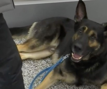 Hunde erkennen mit Corona infizierte Passagiere