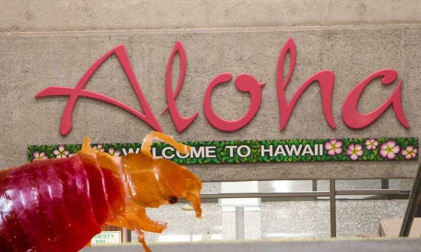 Der Flughafen von Honolulu: Er hat ein Bettwanzen-Problem.