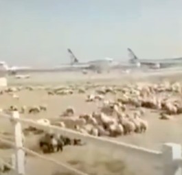 Schafe stürmen Flughafen Teheran