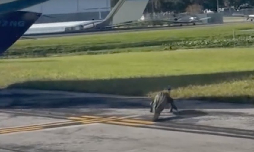 Alligator spaziert übers Vorfeld