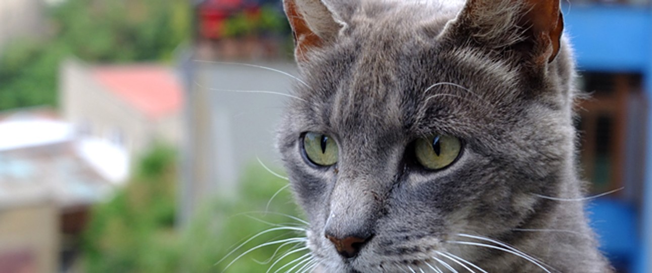 Katze: Kann ihrem Besitzer jetzt bei den Kosten helfen.