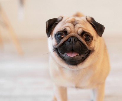 Mops: Nicht einfach zu transportieren.