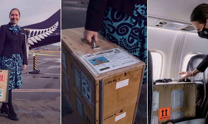 Flugbegleiterin Annalise Michie mit der Transportbox der Tūturuatus: Wichtige Umsiedelung.