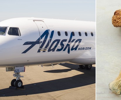 Jet von Horizon Air und psychoaktive Pilze: Gefährlicher Konsum.