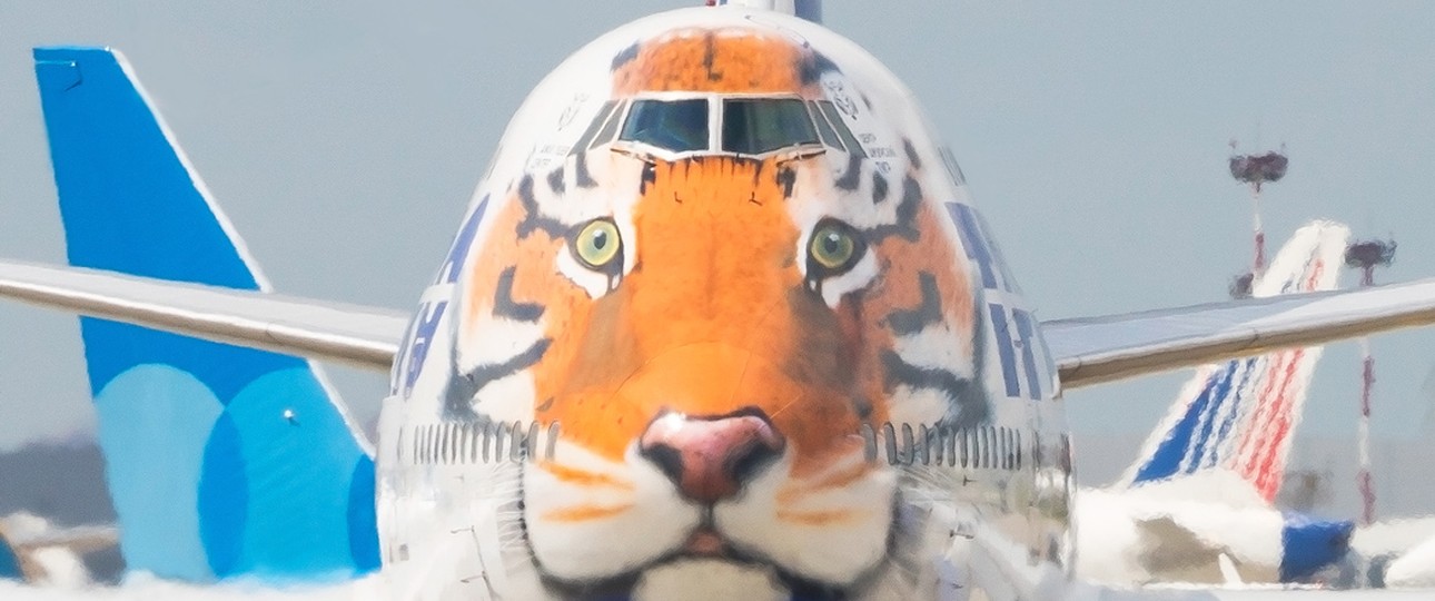 Boeing 747 mit Tiger-Lackierung, noch im Transaero-Design: Fliegt bei neuer Airline.