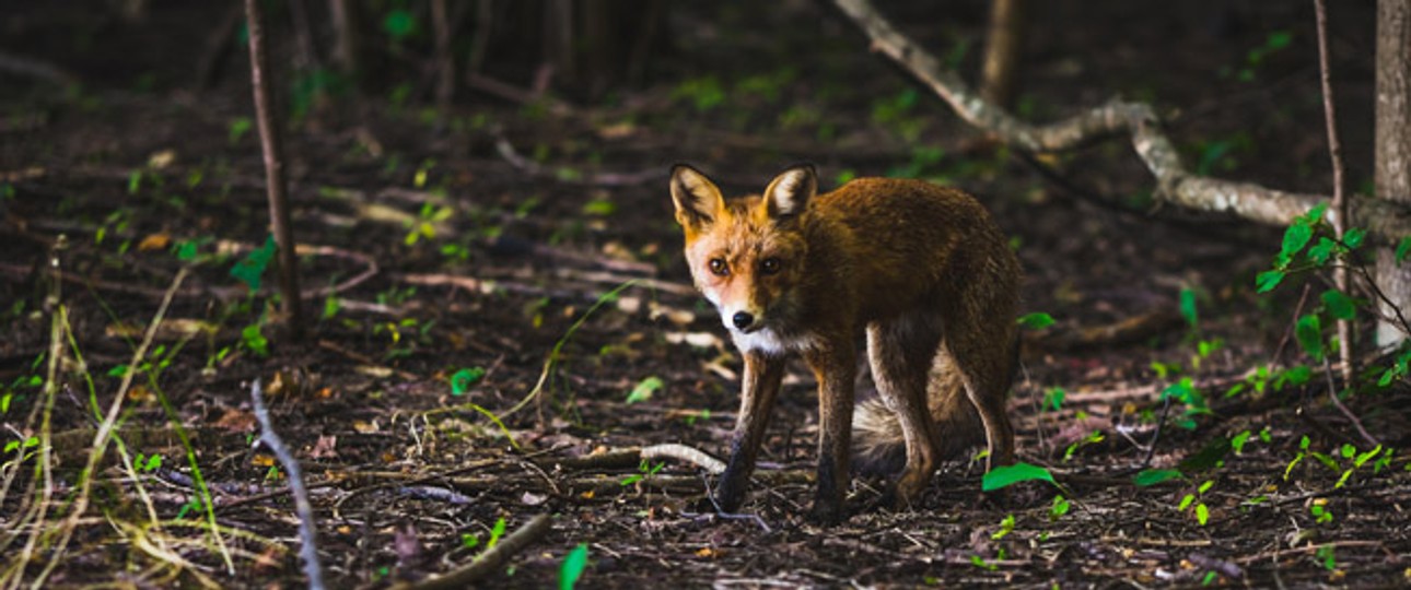 Fuchs: Er stoppte einen Superjumbo.